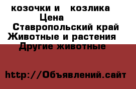  4 козочки и 4 козлика. › Цена ­ 600 - Ставропольский край Животные и растения » Другие животные   